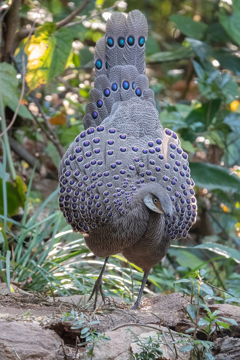 Gray Peacock-Pheasant - ML615291998