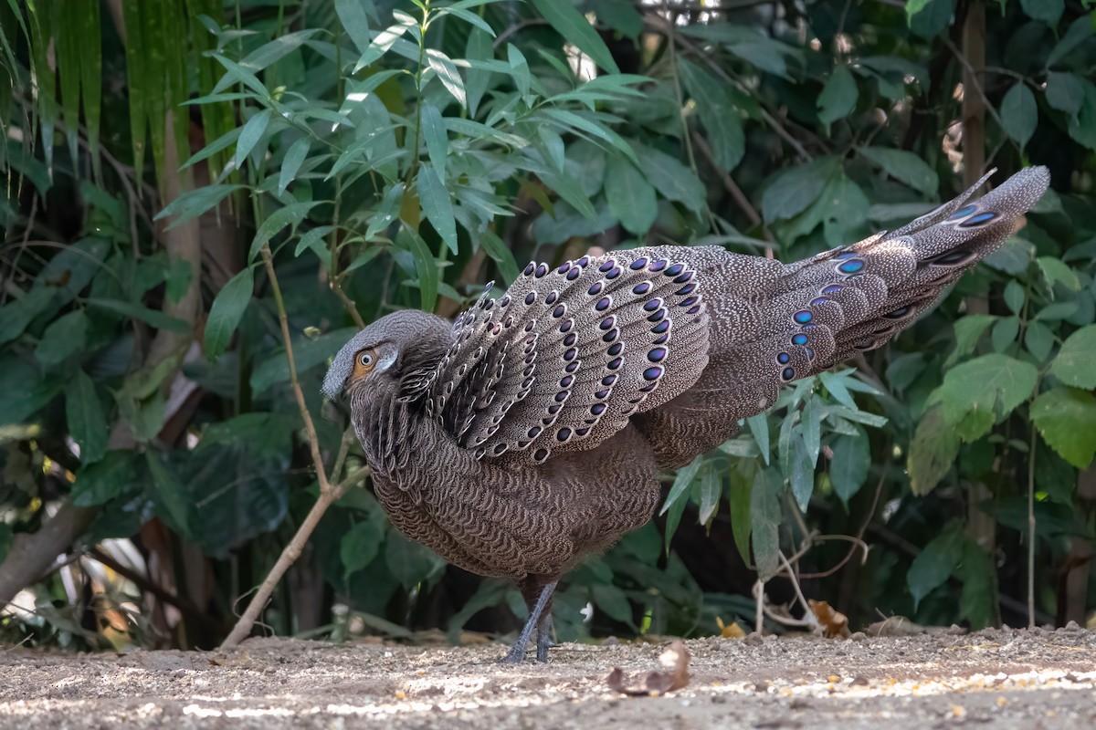 Gray Peacock-Pheasant - ML615291999