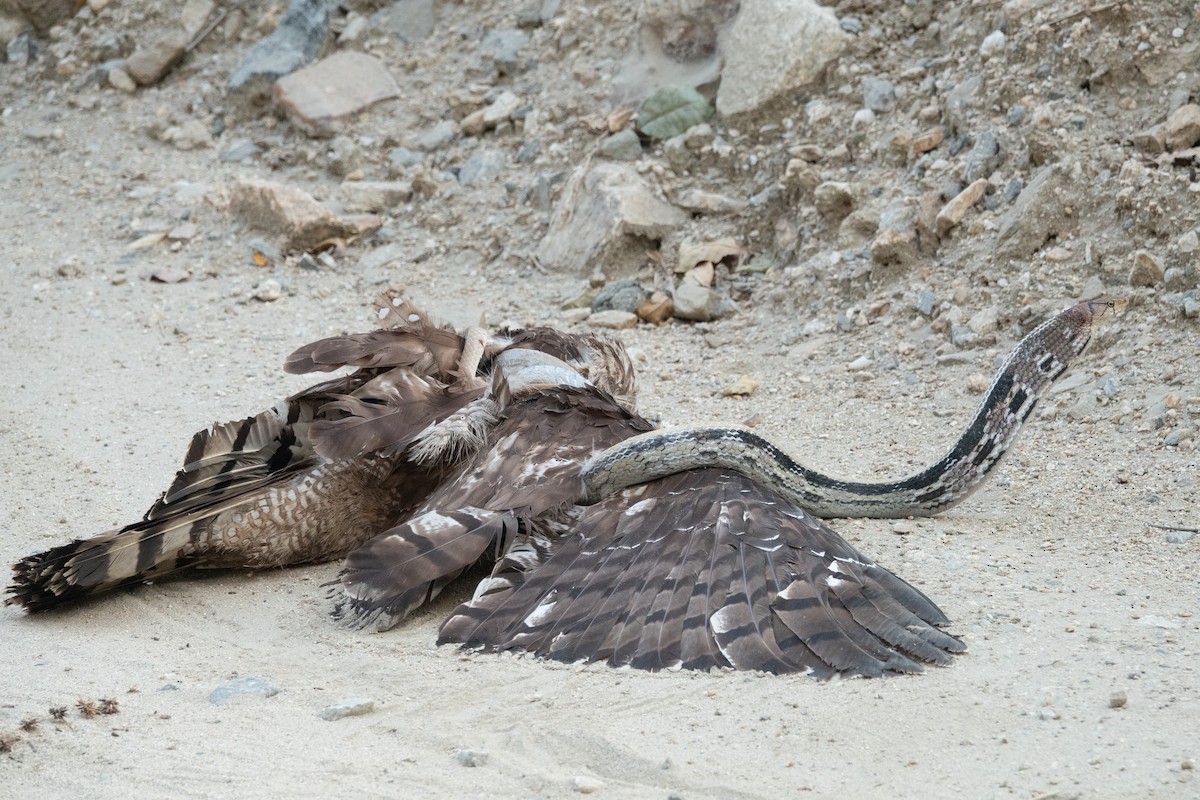 Crested Serpent-Eagle - 冰 鸟