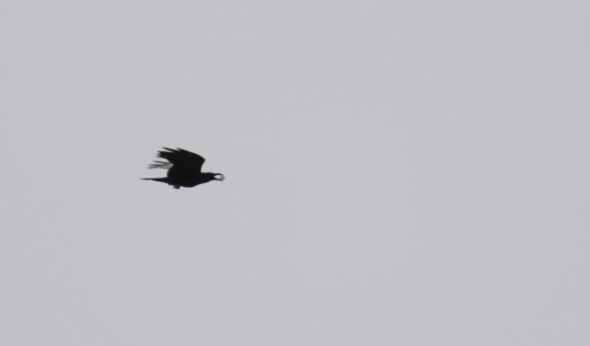 Common Raven - ML615292068
