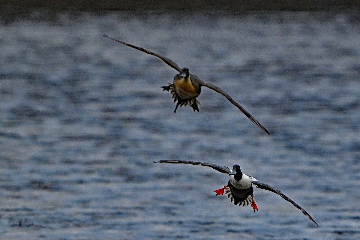 Northern Shoveler - ML615292084