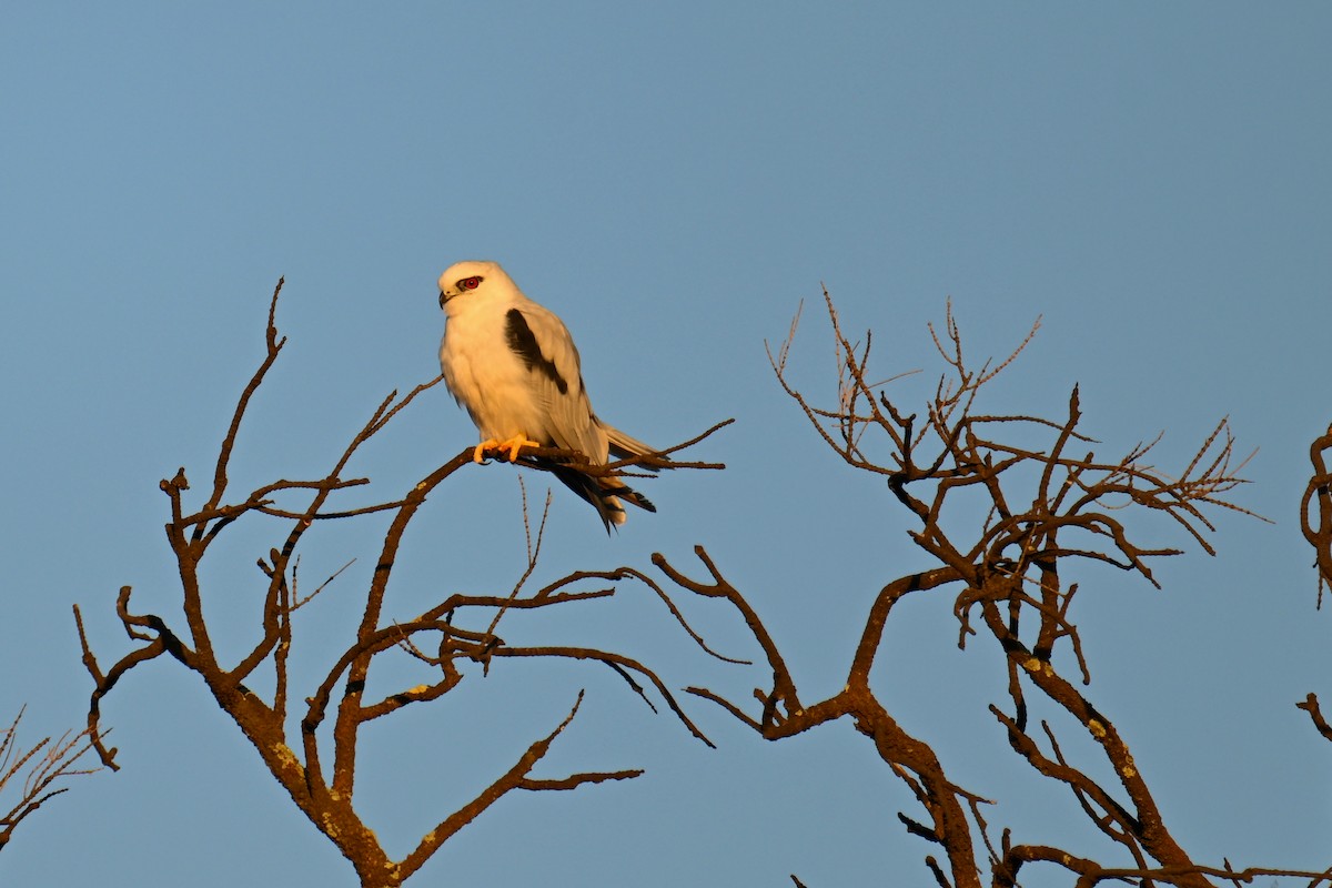 Black-shouldered Kite - ML615292112