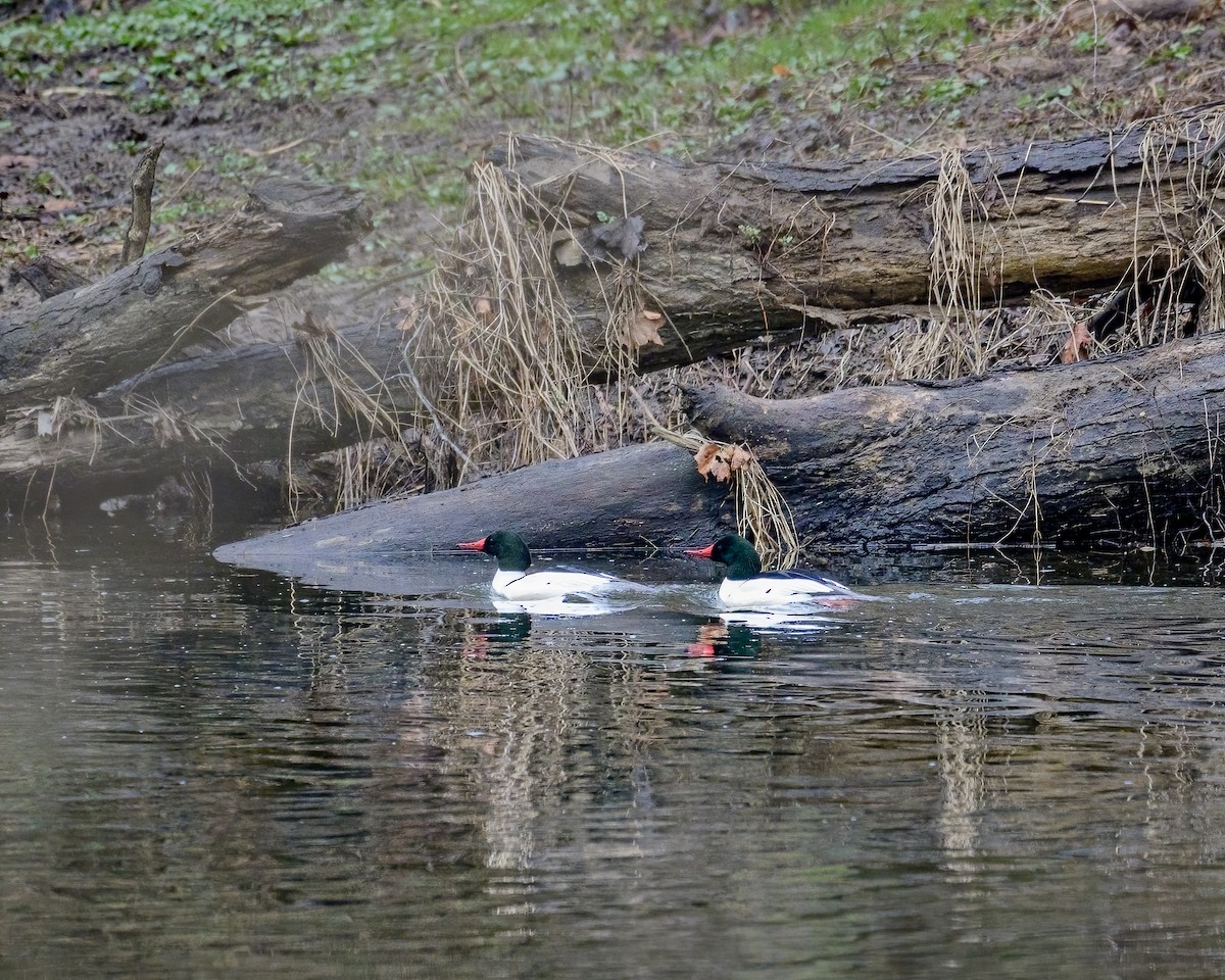 Büyük Tarakdiş - ML615292160