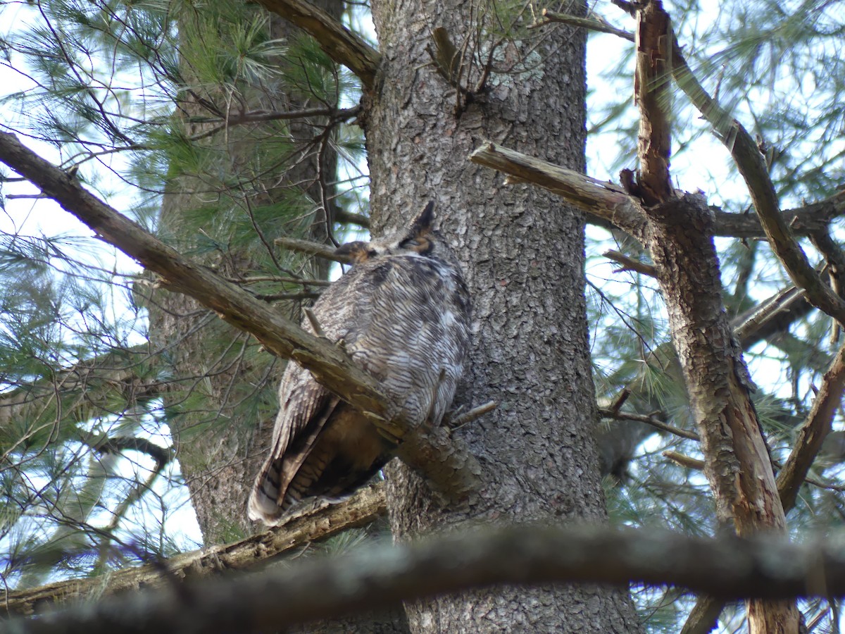 Great Horned Owl - ML615292290