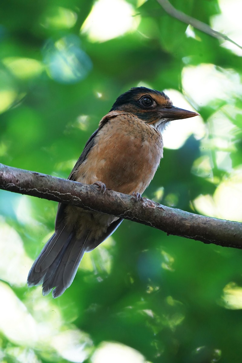 Green-backed Kingfisher (Black-headed) - ML615292307