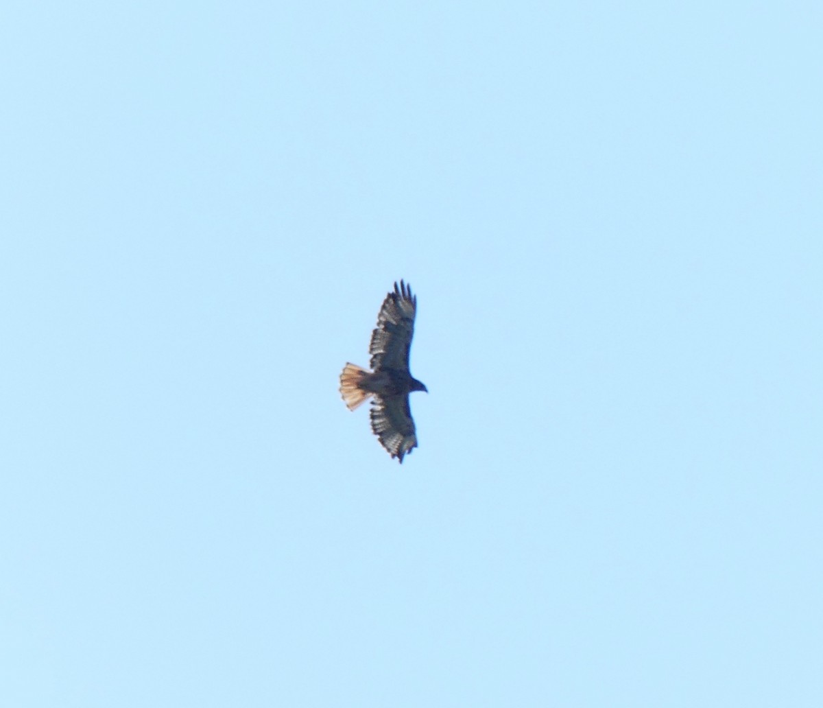 Red-tailed Hawk - ML615292368