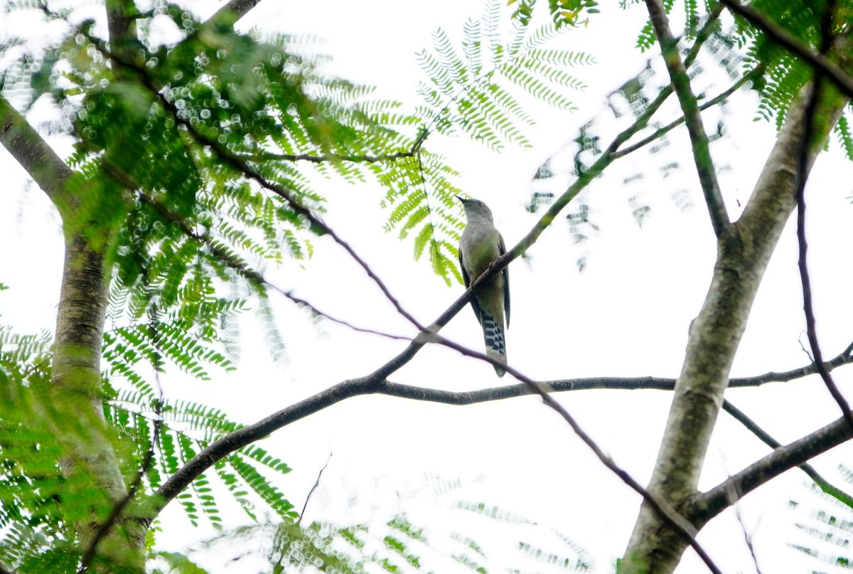 Plaintive Cuckoo - ML615292376