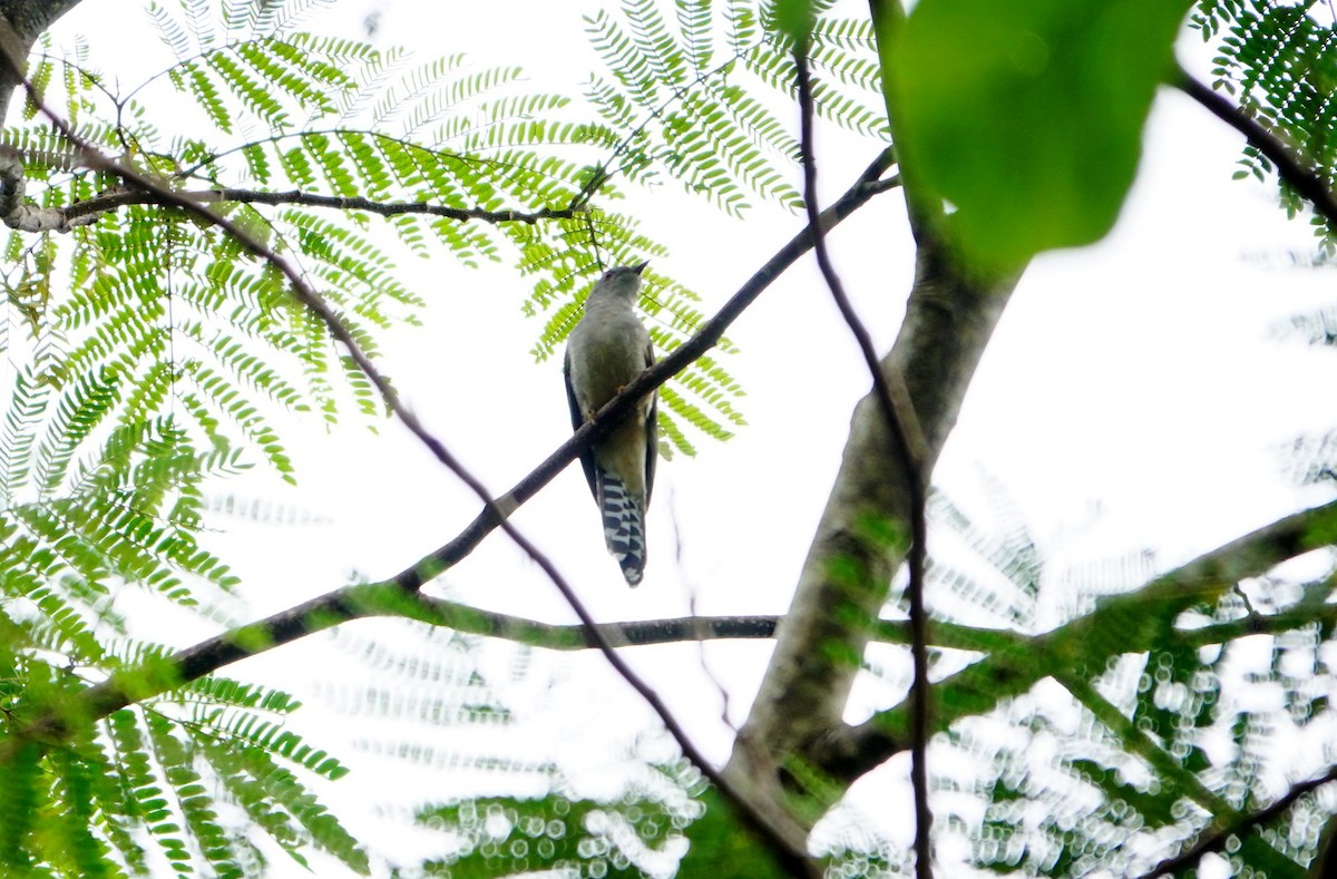 Plaintive Cuckoo - ML615292381