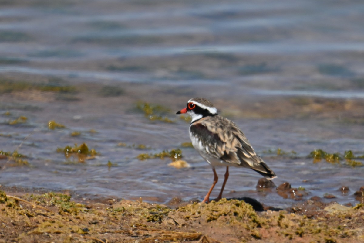 Black-fronted Dotterel - ML615292421