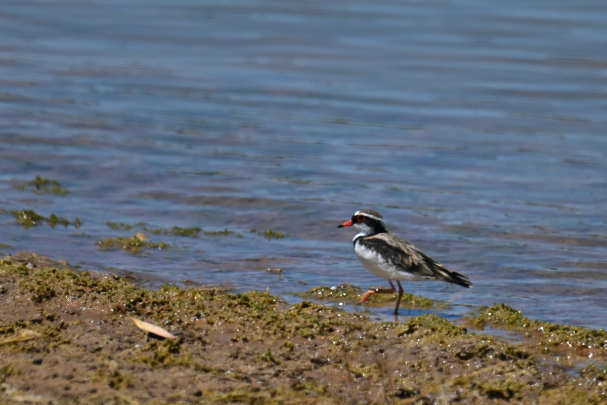 Black-fronted Dotterel - ML615292422