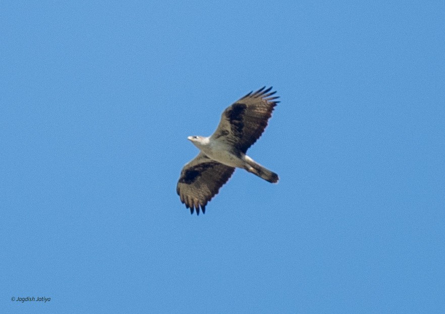 Харсун бүргэд - ML615292431