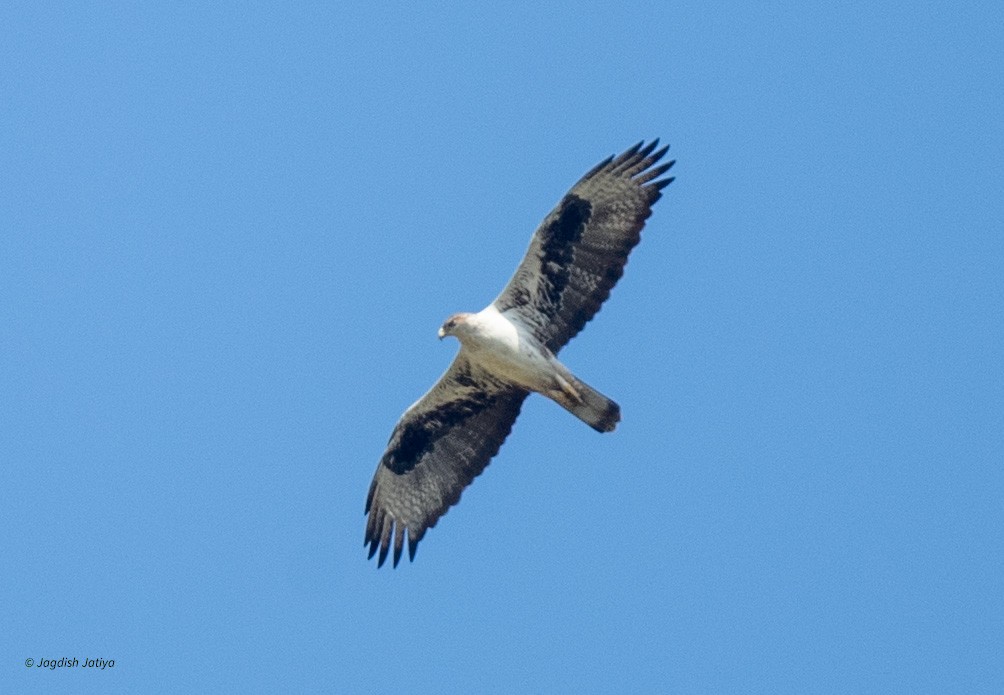 Харсун бүргэд - ML615292434