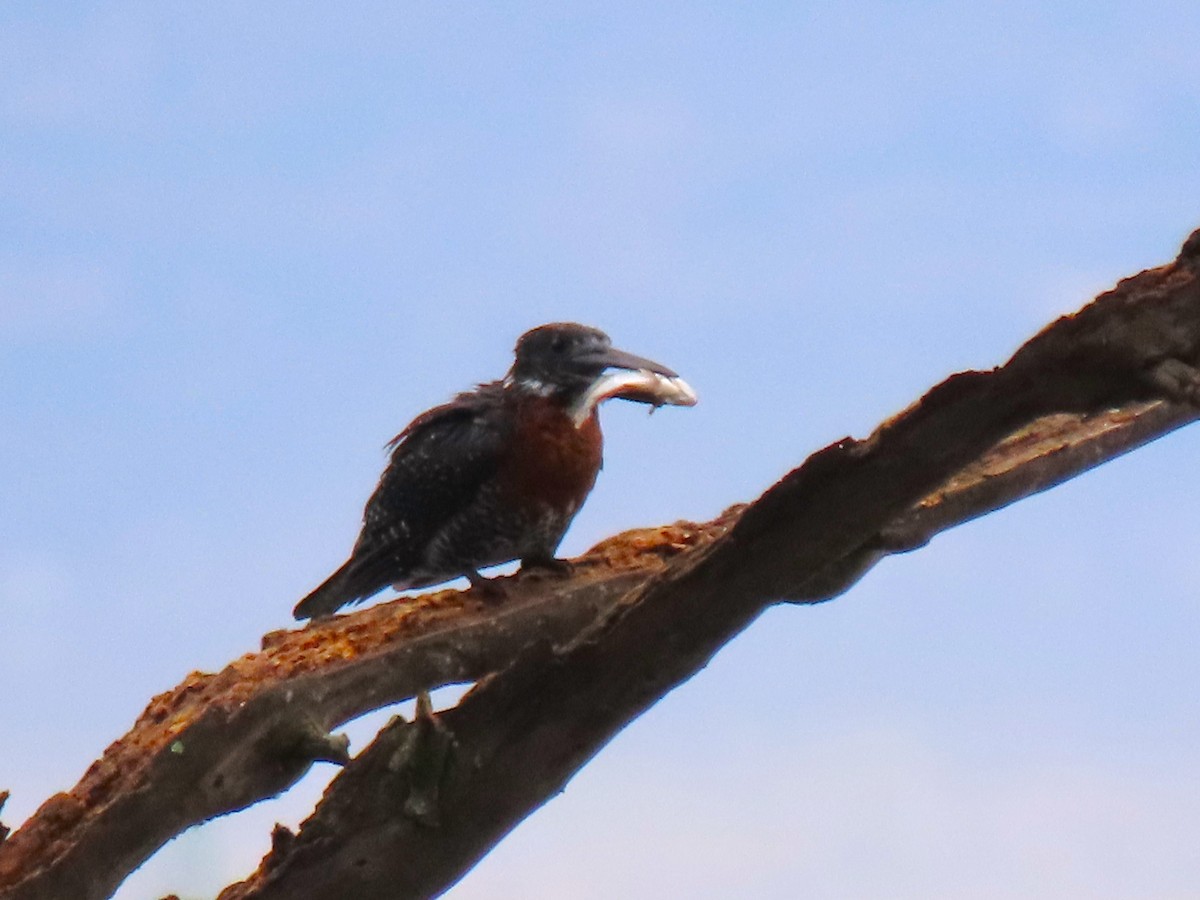 Martin-pêcheur géant - ML615292446