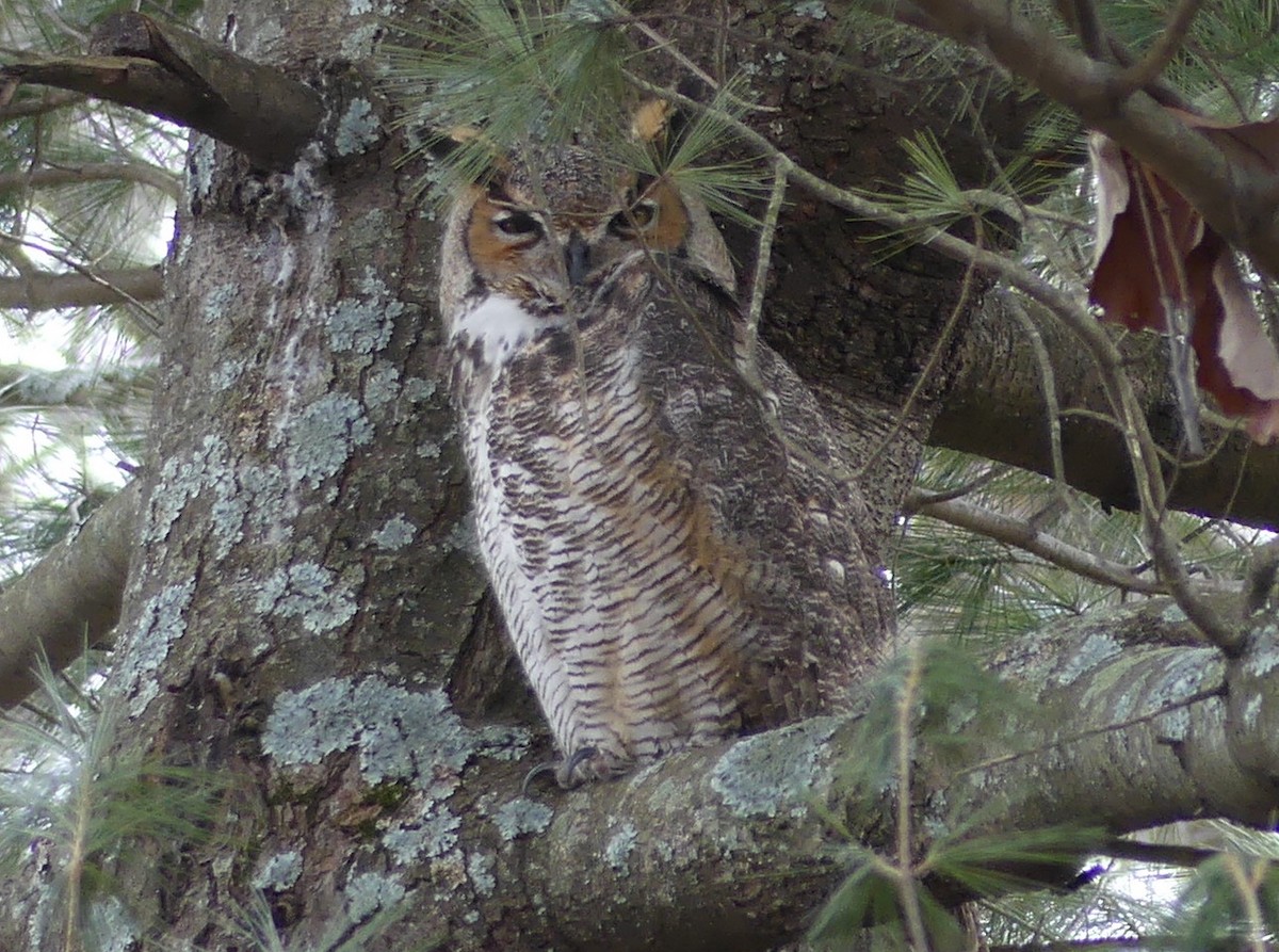 Great Horned Owl - ML615292448