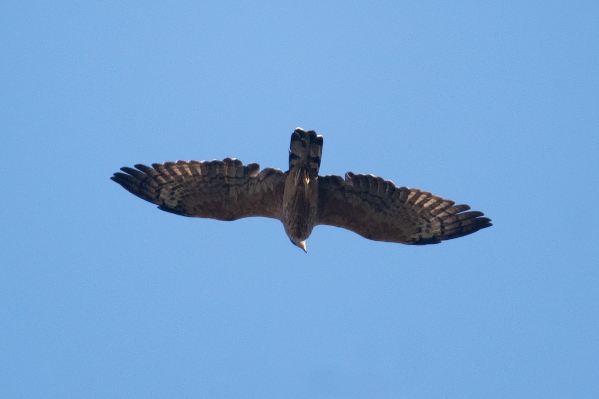 Oriental Honey-buzzard - ML615292456