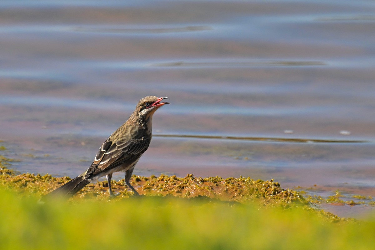 Spiny-cheeked Honeyeater - ML615292471