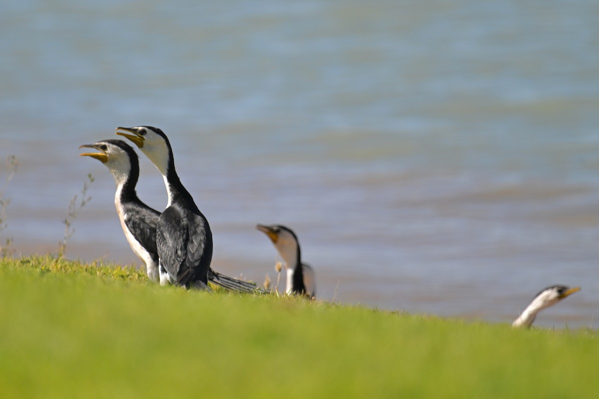 Little Pied Cormorant - ML615292473