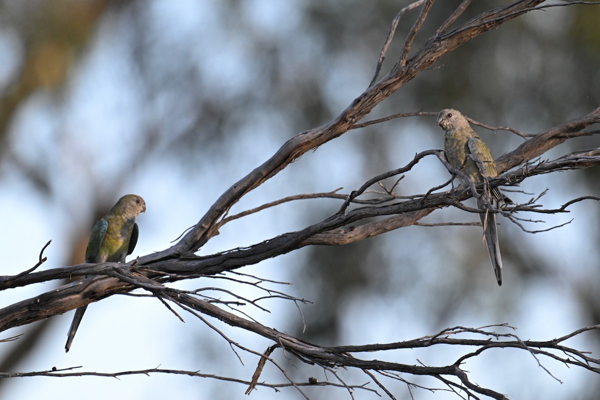 Red-rumped Parrot - ML615292488