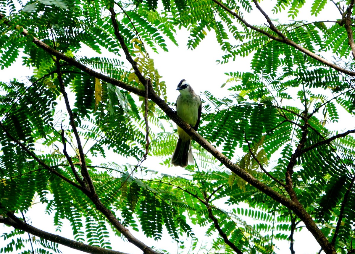 Bulbul Culiamarillo - ML615292496