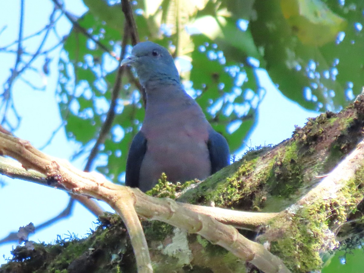 Delegorgue's Pigeon - ML615292497