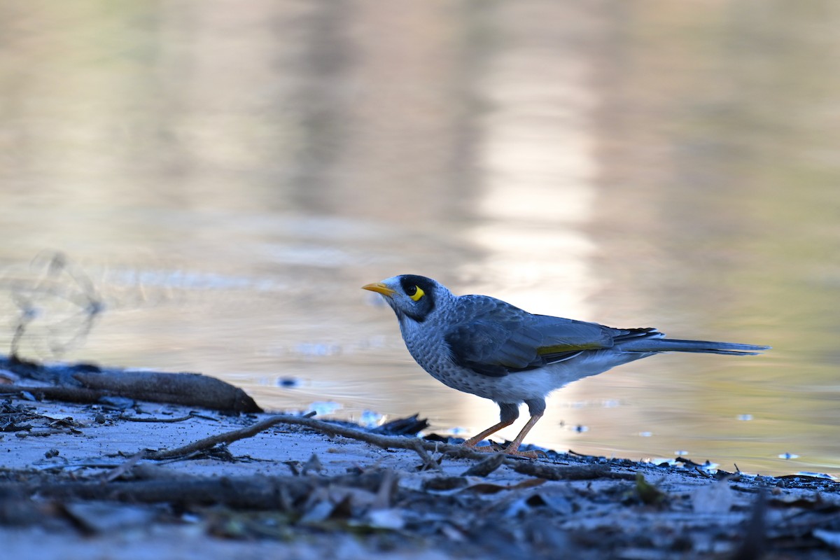 Noisy Miner - ML615292519