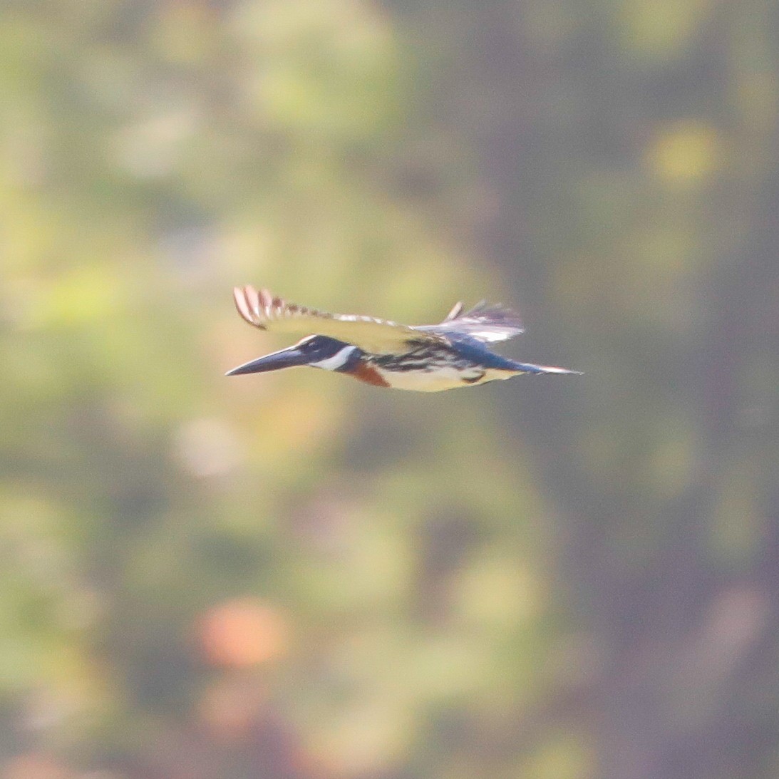 Amazon Kingfisher - Matthew Douglas Gable