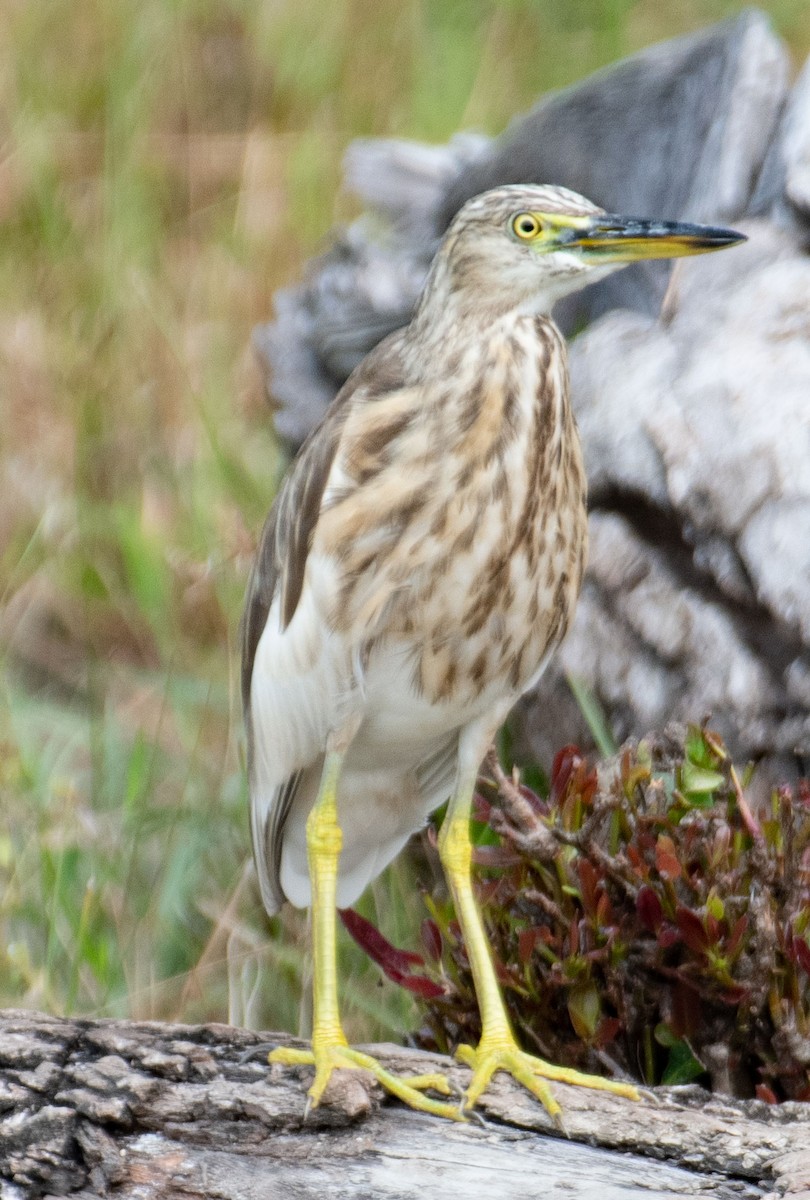 Indian Pond-Heron - ML615292583