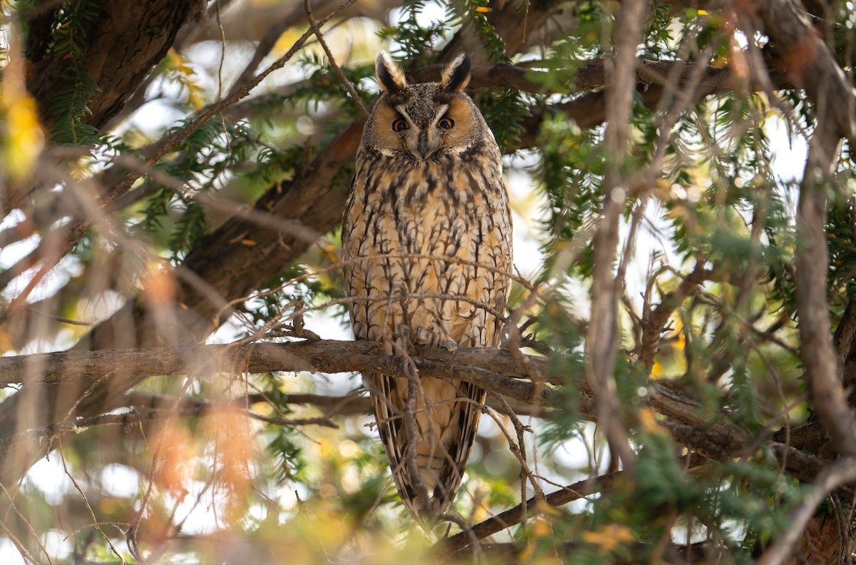 Long-eared Owl - ML615292585