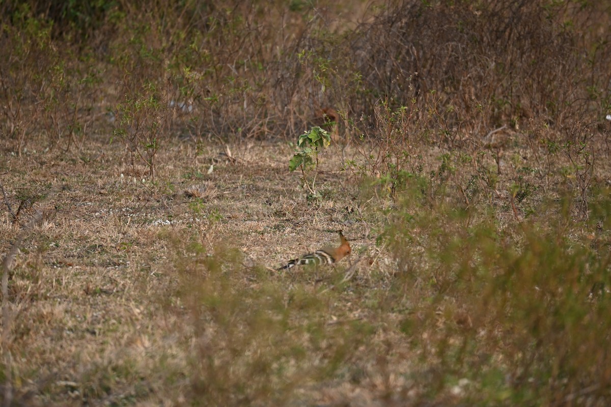 Eurasian Hoopoe - ML615292612