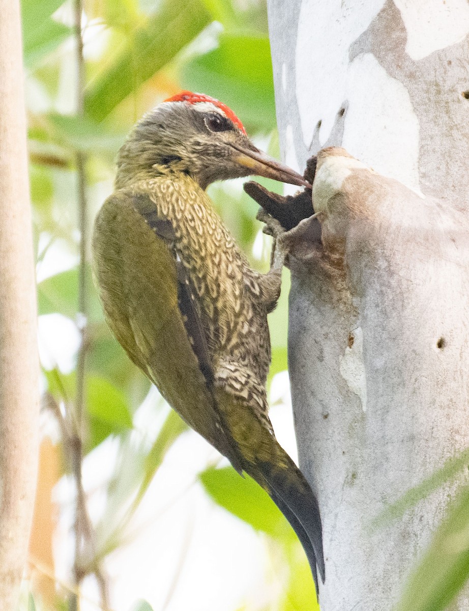 Streak-throated Woodpecker - ML615292613