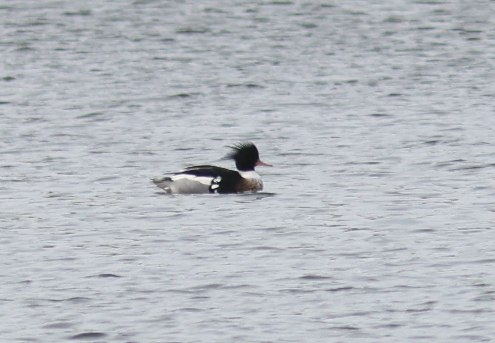 Red-breasted Merganser - Sea Williams