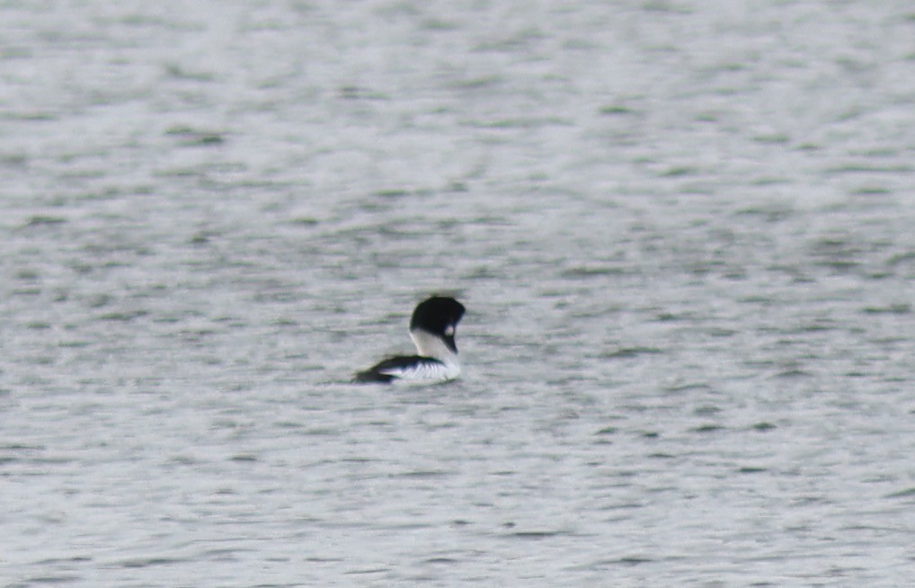 Common Goldeneye - ML615292618