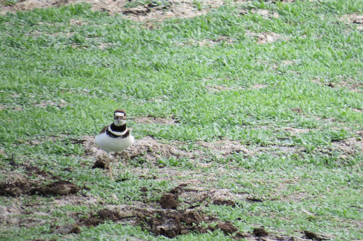 Killdeer - ML615292625