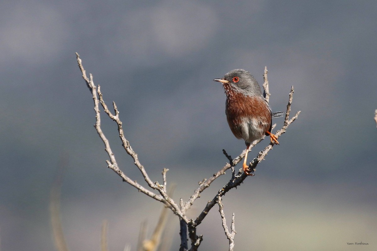 Dartford Warbler - Yann Ponthieux