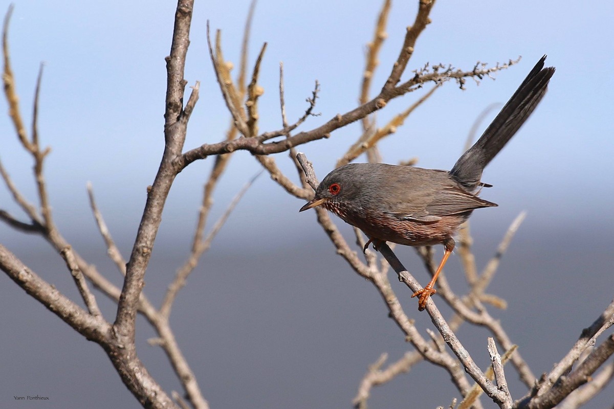 Dartford Warbler - ML615292634