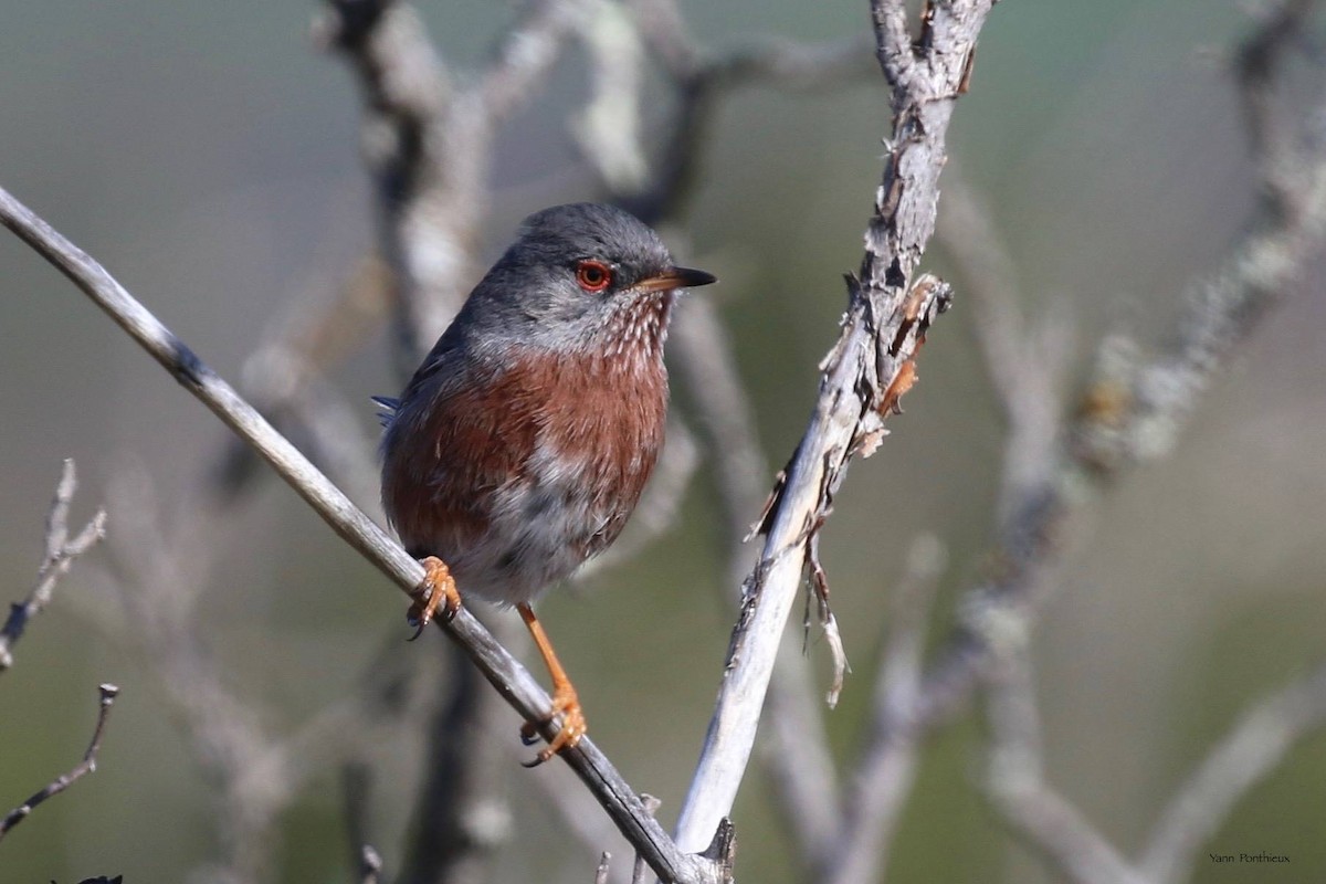 Dartford Warbler - Yann Ponthieux