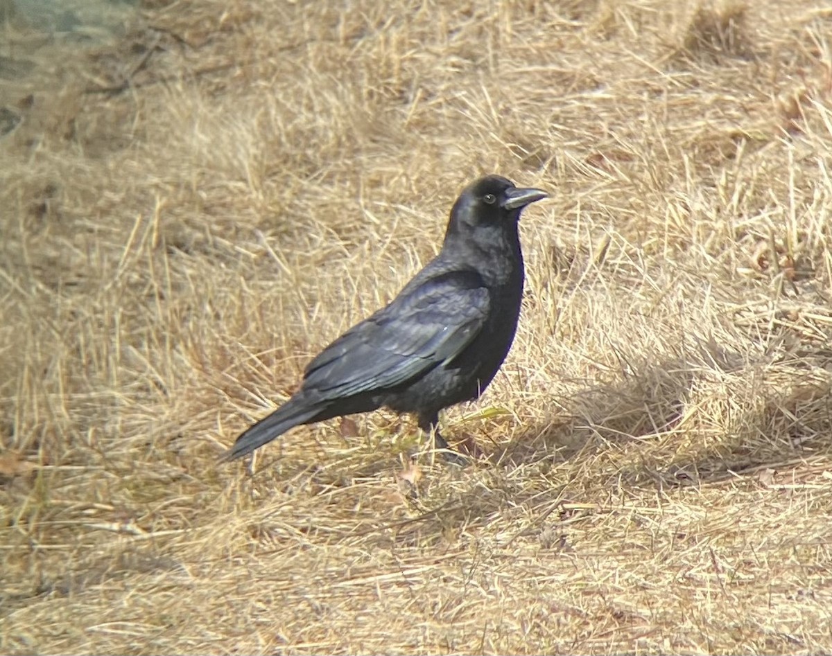 American Crow - ML615292640