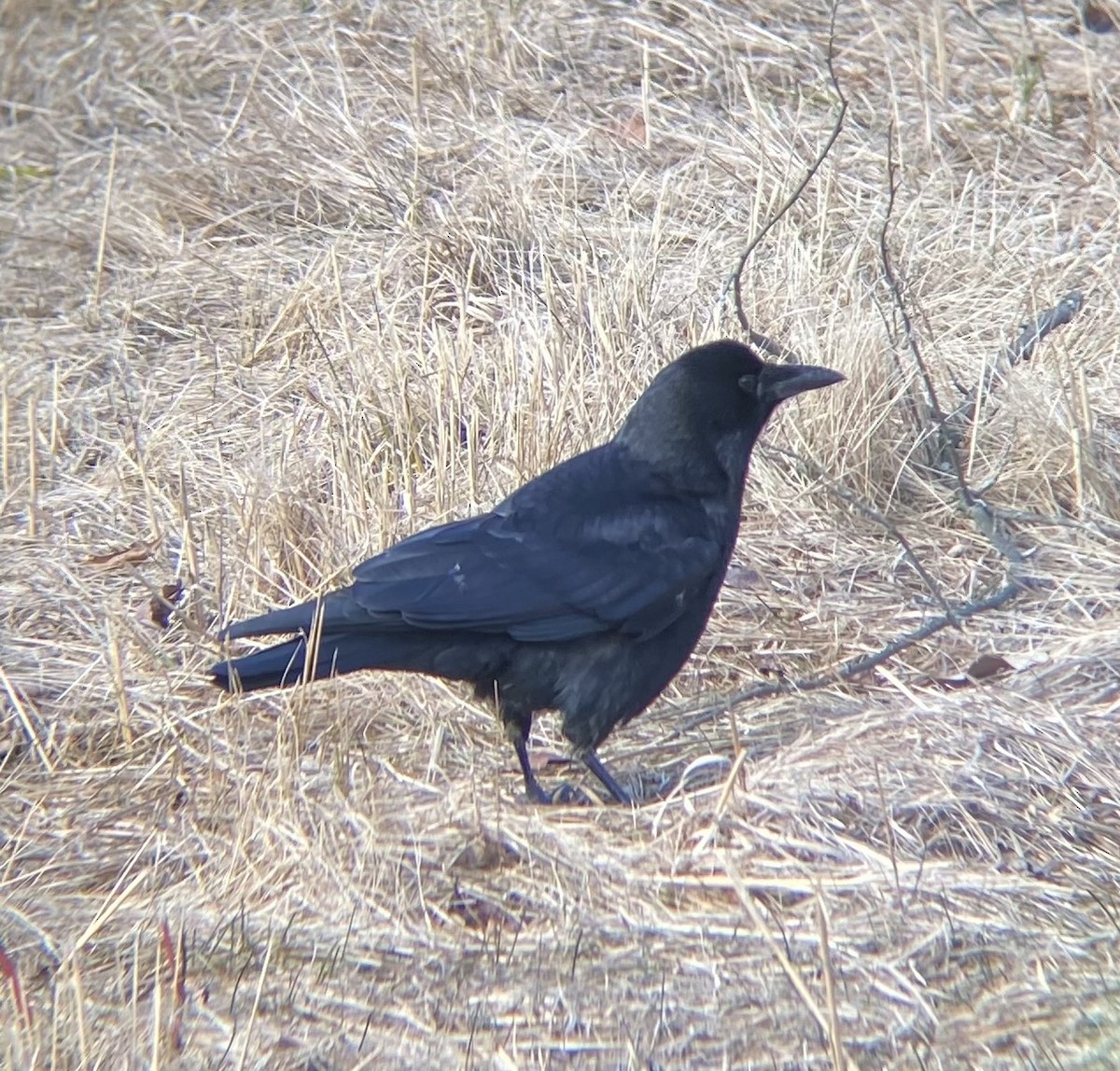 American Crow - ML615292641