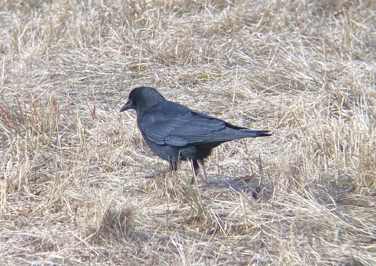 American Crow - ML615292642