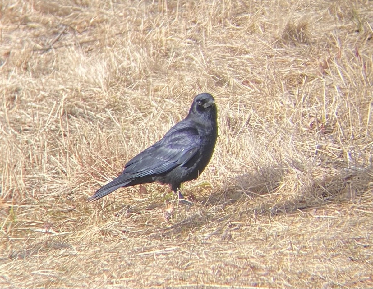 American Crow - ML615292643