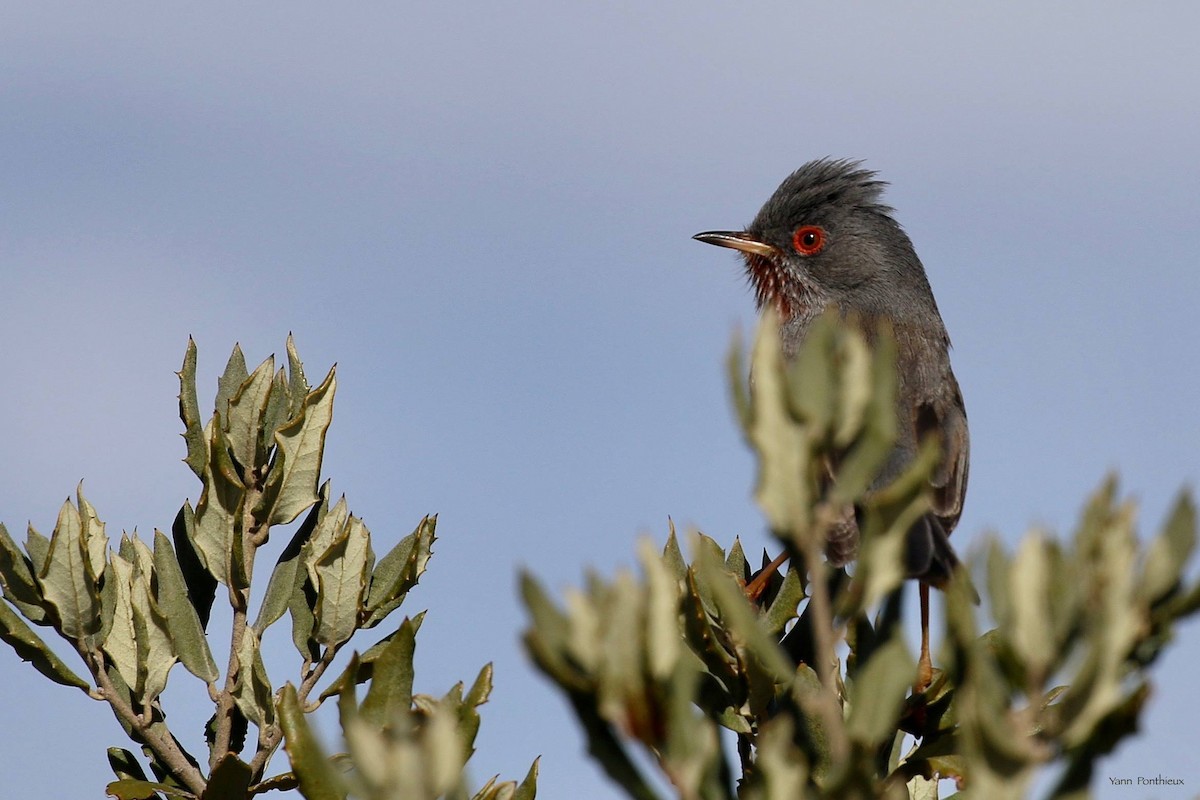 Dartford Warbler - Yann Ponthieux