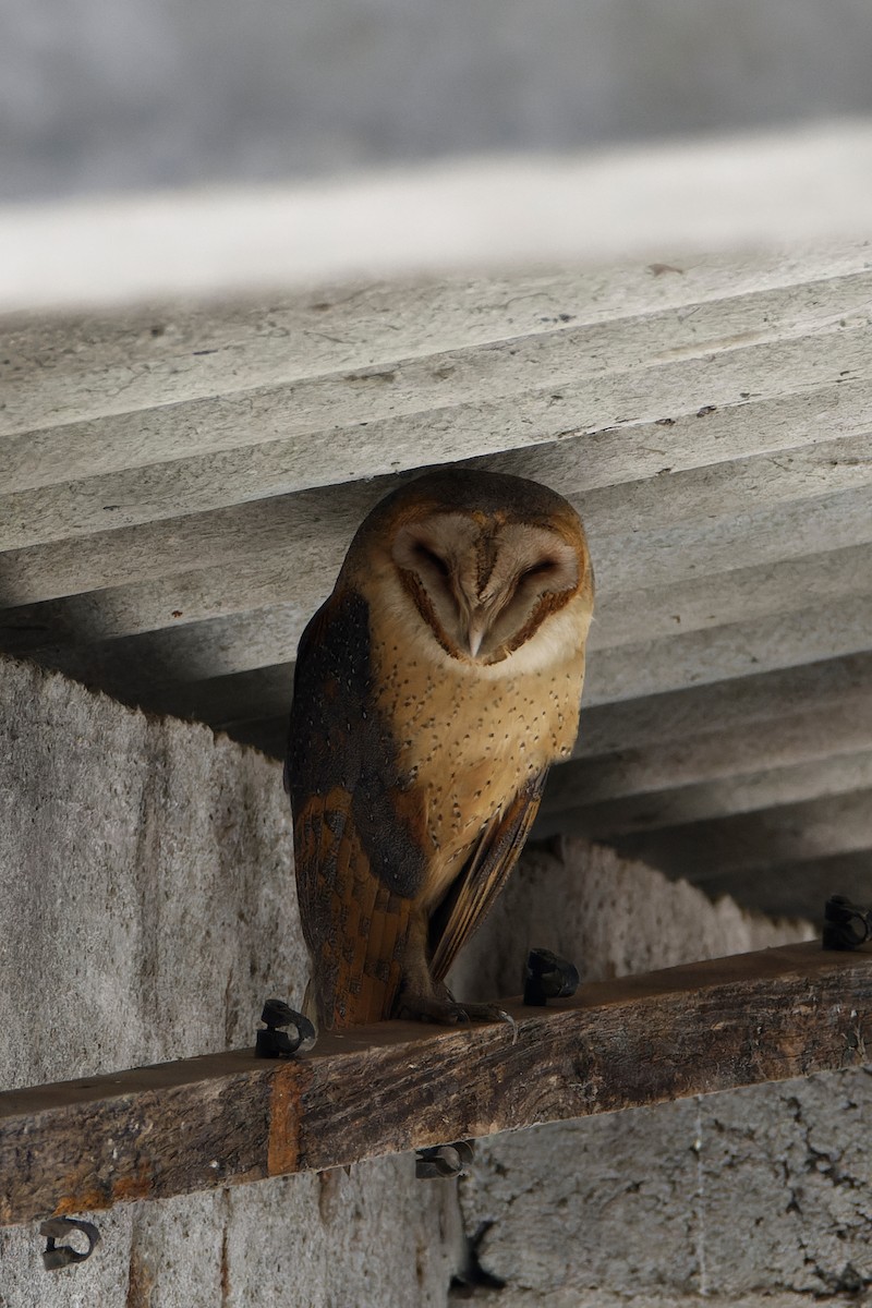 Barn Owl - ML615292652