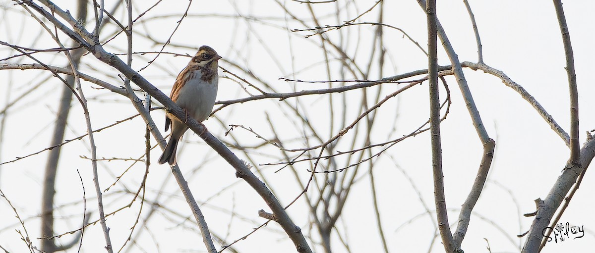 Rustic Bunting - ML615292748