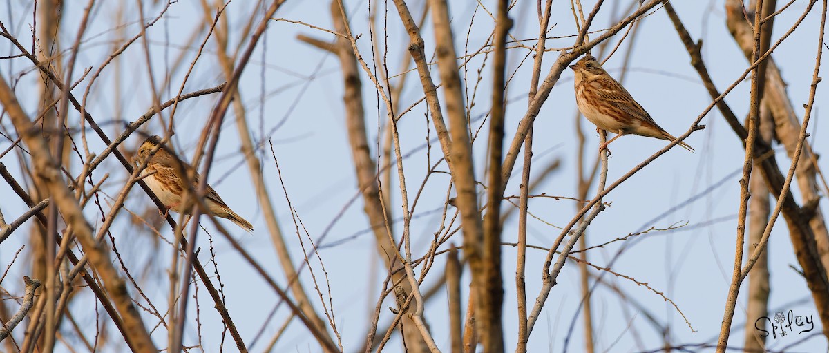 Rustic Bunting - ML615292750