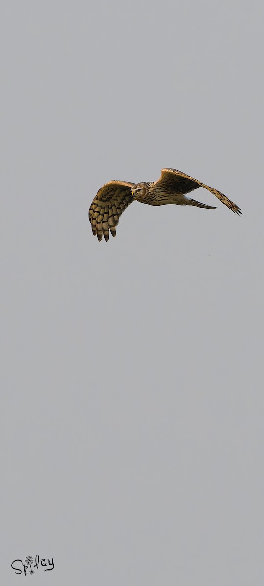 Hen Harrier - ML615292752