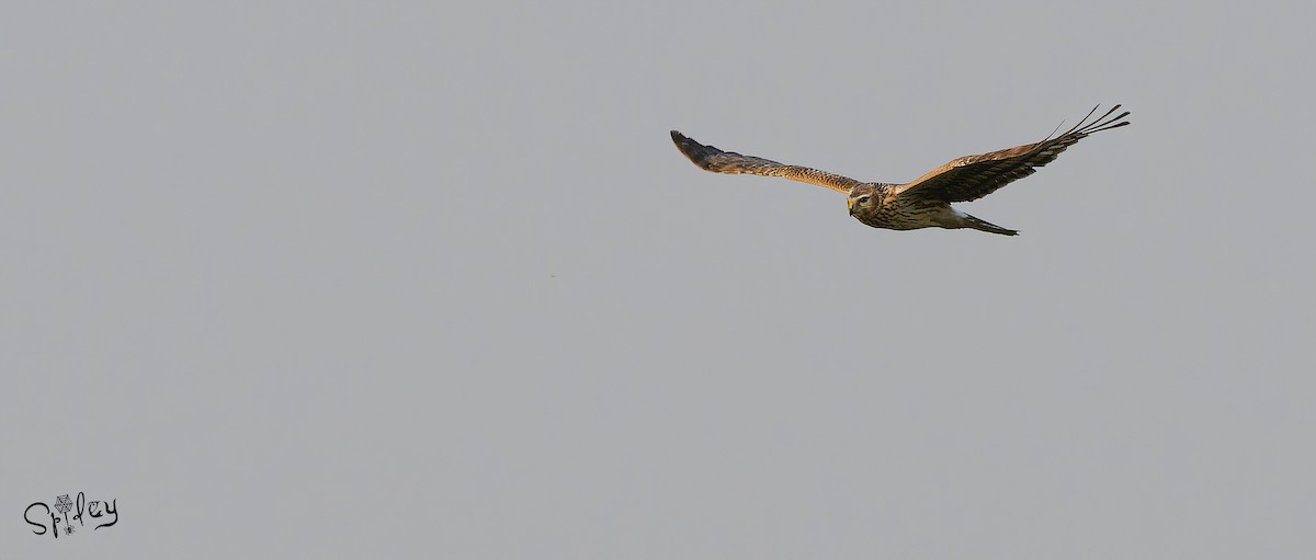 Hen Harrier - ML615292753