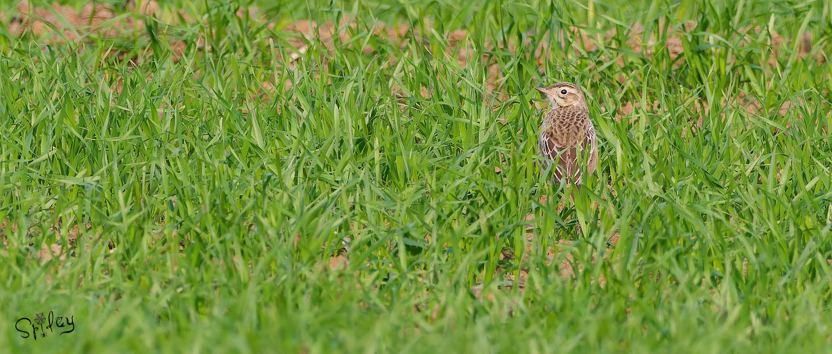 Richard's Pipit - ML615292760