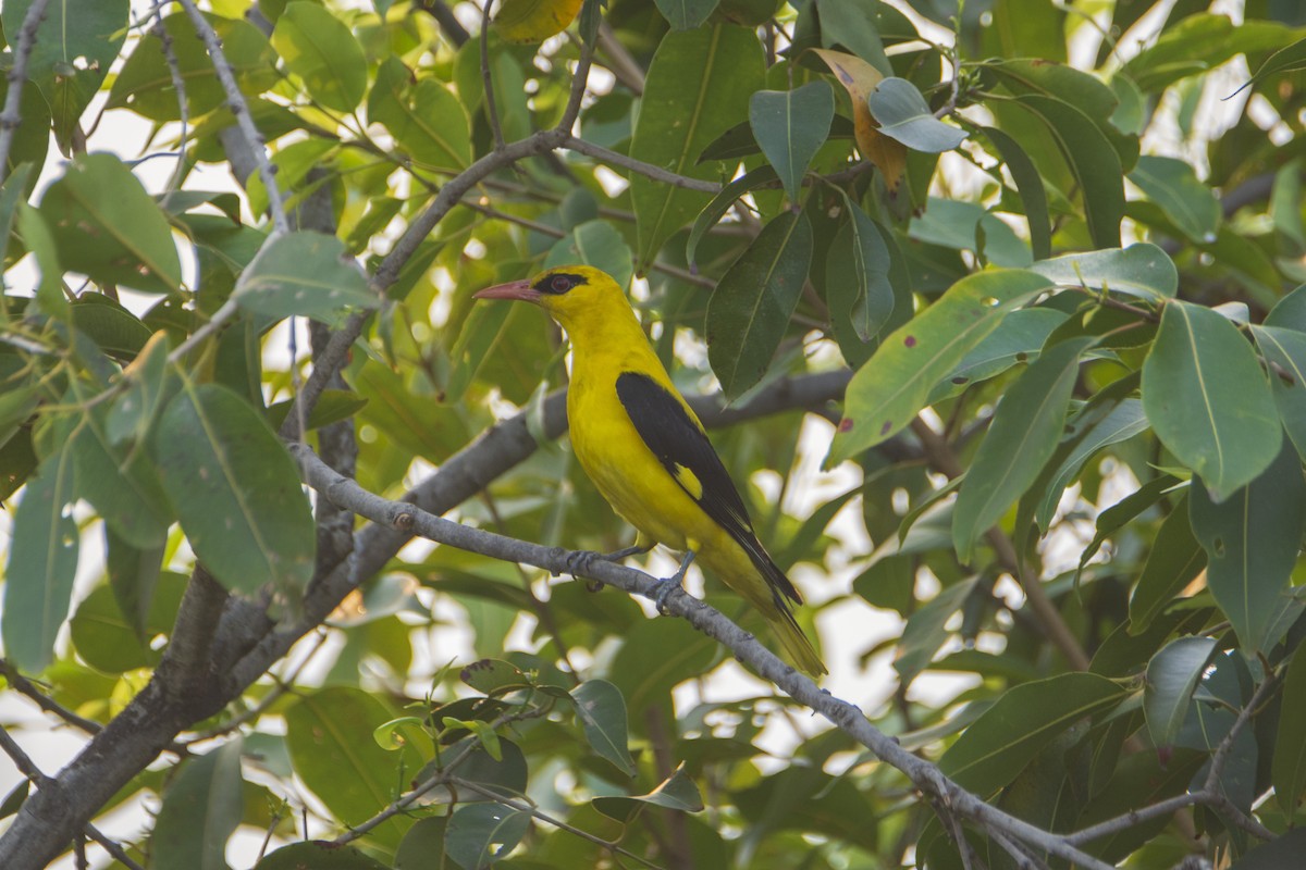 Indian Golden Oriole - ML615292762