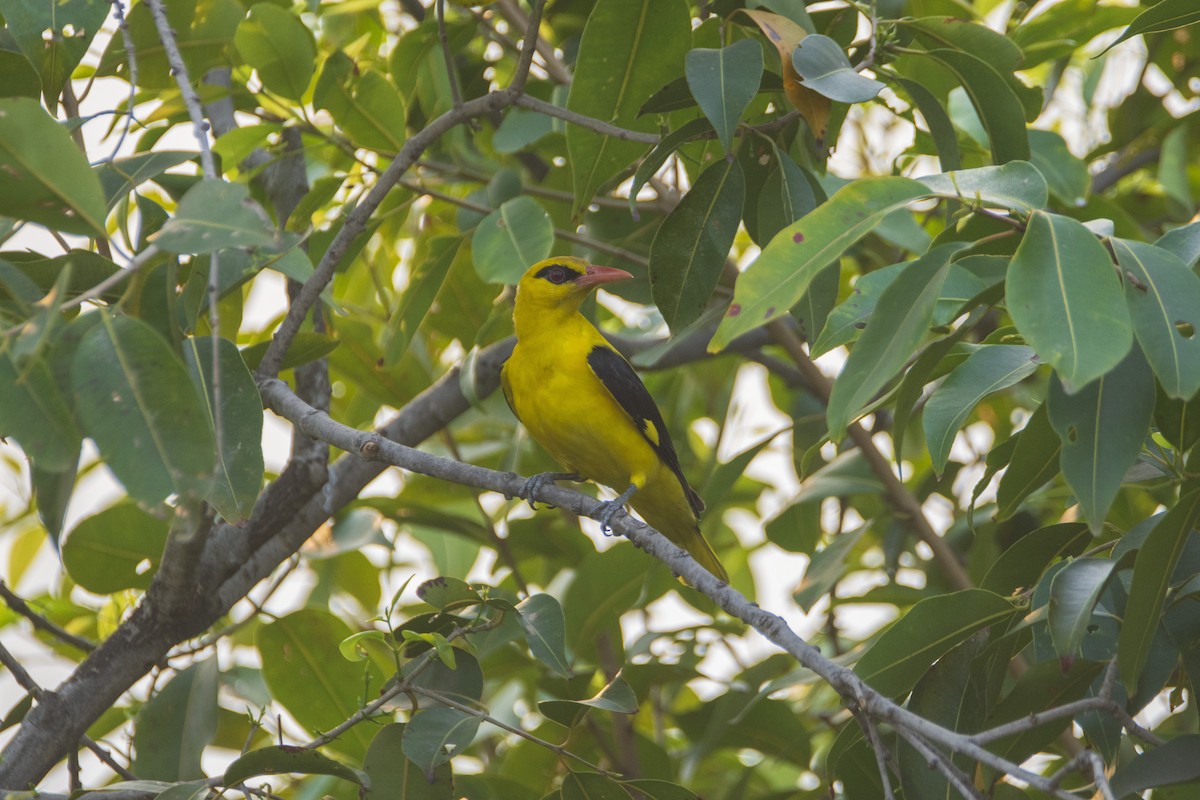 Indian Golden Oriole - ML615292763