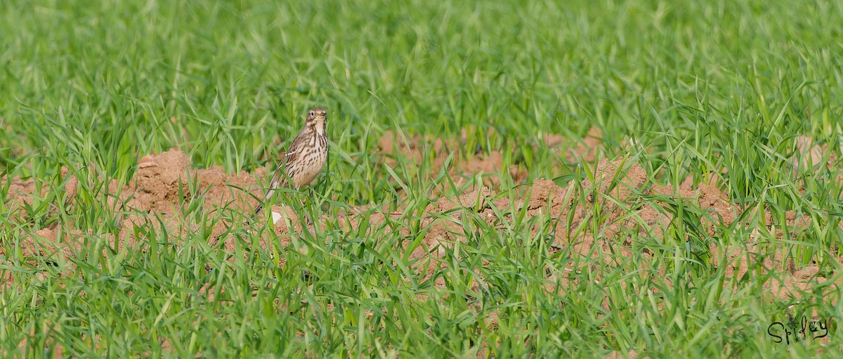 American Pipit - ML615292770